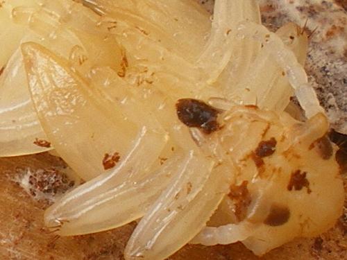 Rhagium inquisitor