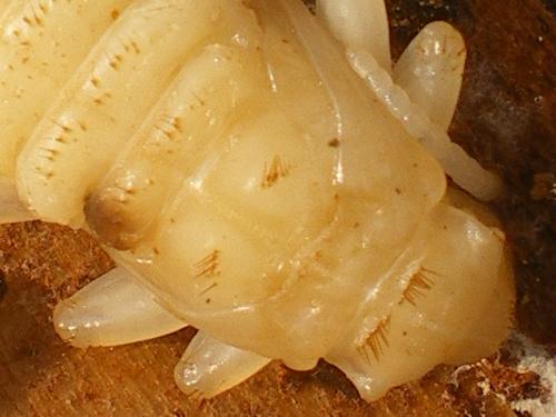 Rhagium inquisitor