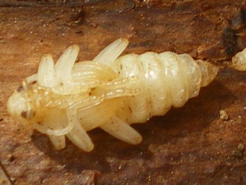 Rhagium inquisitor