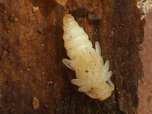 Rhagium inquisitor