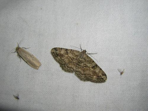 Peribatodes rhomboidaria