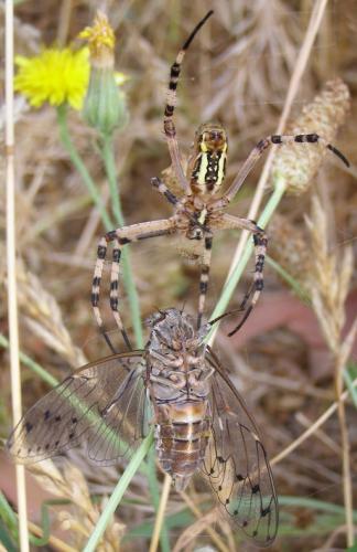 Réf. 48 001 : Cicada orni