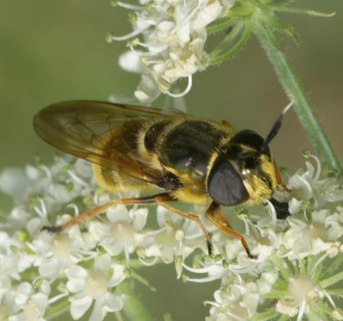Réf. 48 754 : Callicera aurata