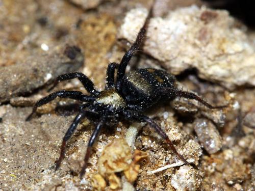 Réf. 48 854 : Callilepis schuszteri