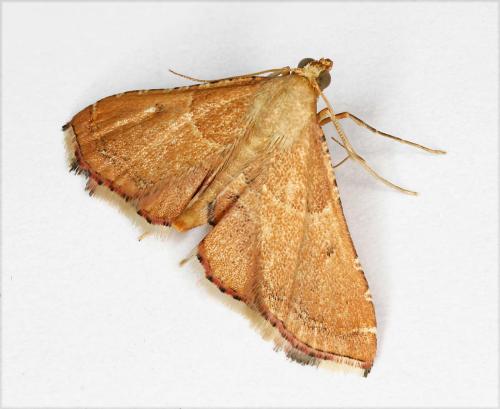 Réf. 48 818 : Endotricha flammealis