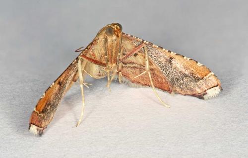 Réf. 48 819 : Endotricha flammealis