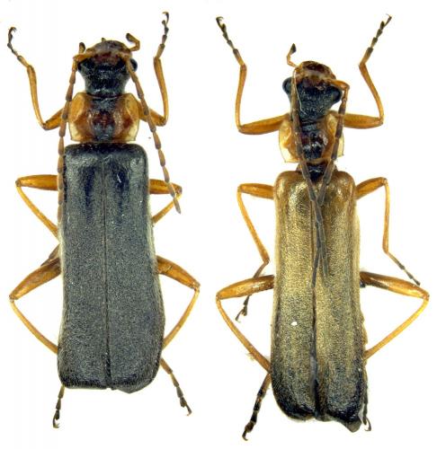 Podabrus alpinus