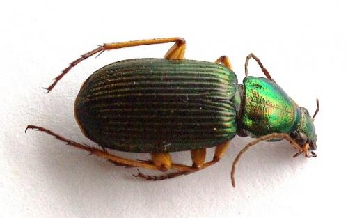 Chlaenius sp.