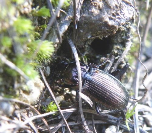 Réf. 48 447 : Pterostichus multipunctatus