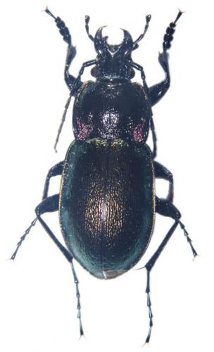 Carabus nemoralis