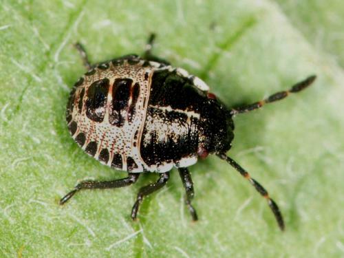 Réf. 48 549 : Rhaphigaster nebulosa