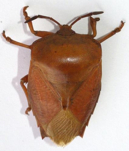Réf. 48 290 : Tessaratoma papillosa