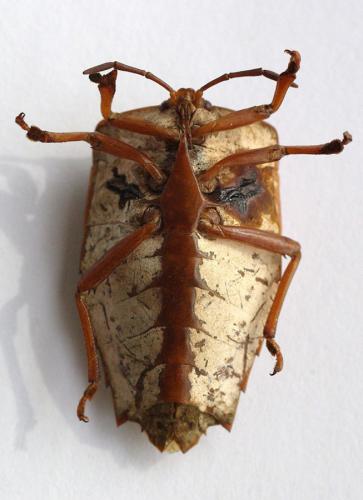 Tessaratoma papillosa
