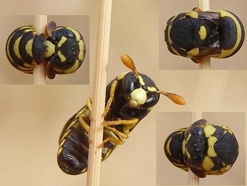 Celonites abbreviatus