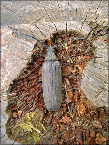 Réf. 48 984 : Aegosoma scabricorne