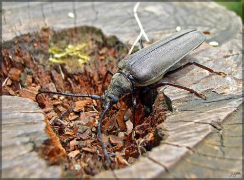 Réf. 48 986 : Aegosoma scabricorne