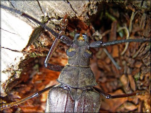 Réf. 48 987 : Aegosoma scabricorne