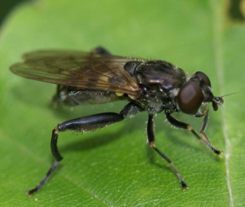 Chalcosyrphus nemorum