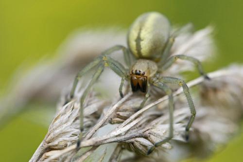 Réf. 48 118 : Cheiracanthium sp.
