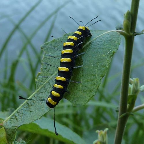 Réf. 48 883 : Acronicta alni