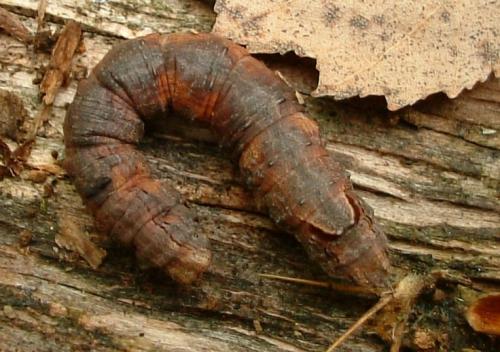 Crocallis elinguaria