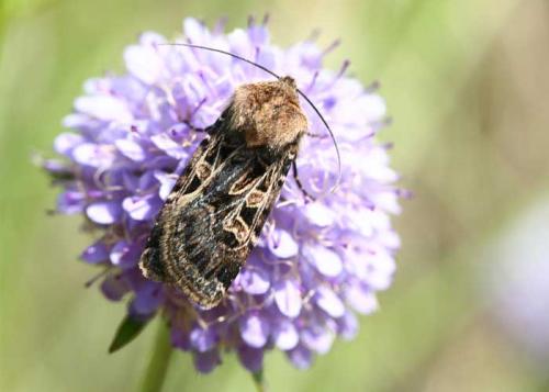 Réf. 48 334 : Chersotis ocellina