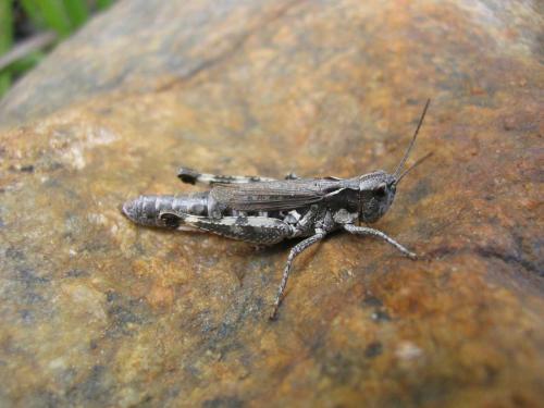 Réf. 48 518 : Chorthippus pullus