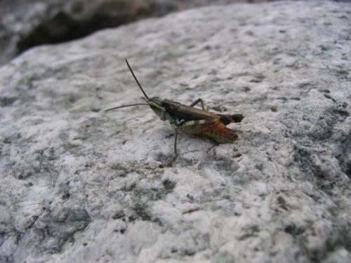 Réf. 48 934 : Chorthippus pullus
