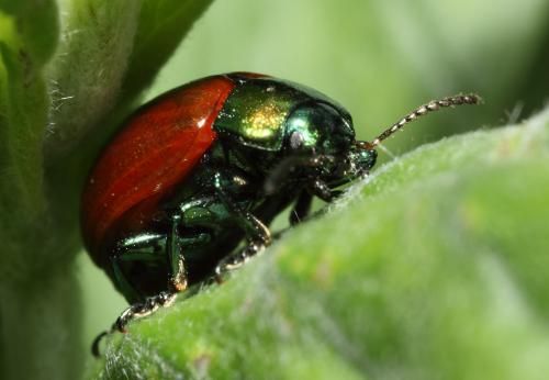 Réf. 48 833 : Chrysolina polita