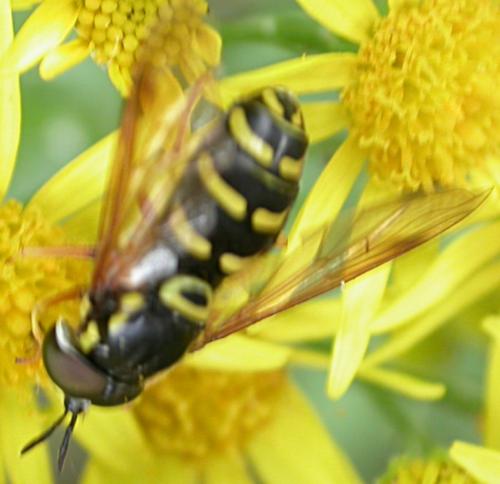 Chrysotoxum sp.
