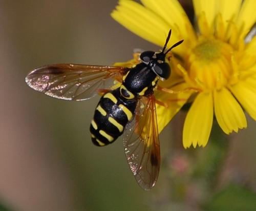 Réf. 48 887 : Chrysotoxum festivum