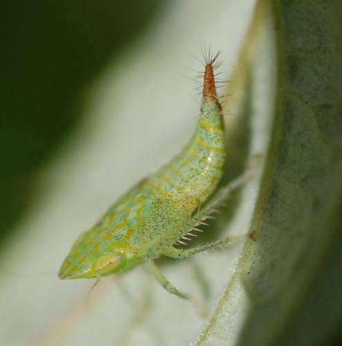 Fieberiella florii