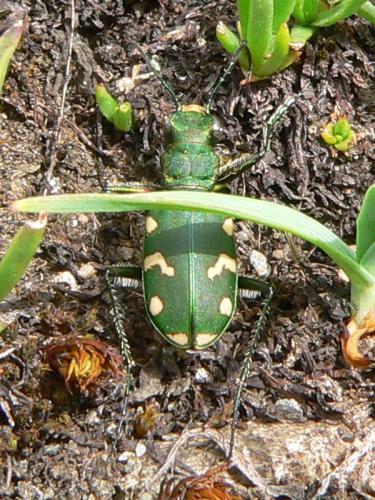 Réf. 48 958 : Cicindela gallica