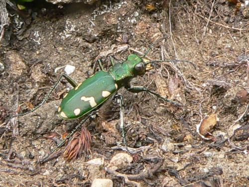 Réf. 48 959 : Cicindela gallica