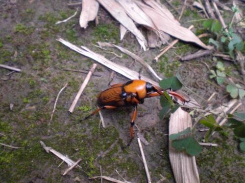 Cyrtotrachelus sp.