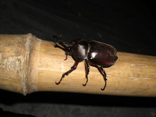 Allomyrina dichotoma