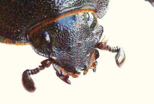 Xylotrupes socrates tonkinensis