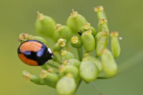 Harmonia axyridis