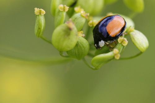 Harmonia axyridis