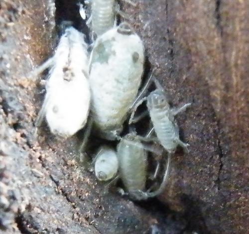 Réf. 48 014 : Stomaphis sp.