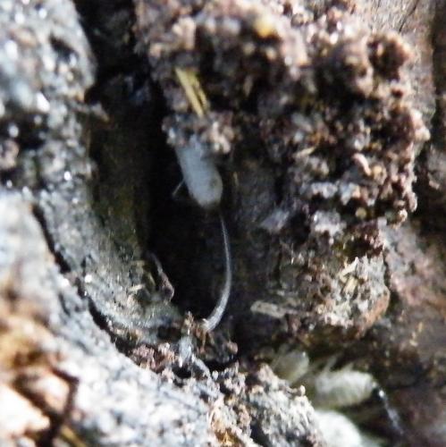 Réf. 48 013 : Stomaphis sp.