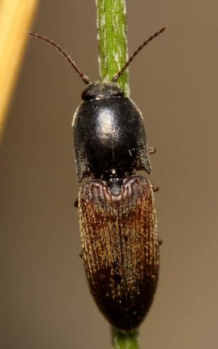 Agriotes ustulatus