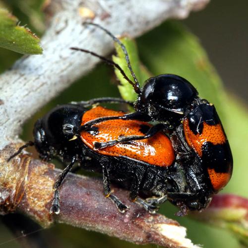 Cryptocephalus quadripunctatus