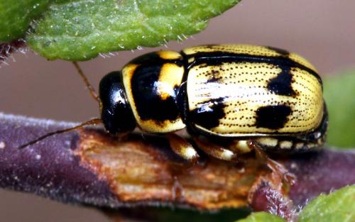 Cryptocephalus mariae