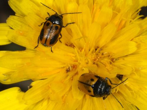 Cryptocephalus rugicollis