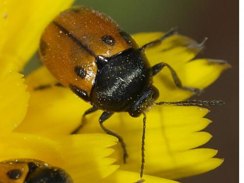 Cryptocephalus rugicollis