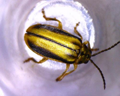 Xanthogaleruca luteola