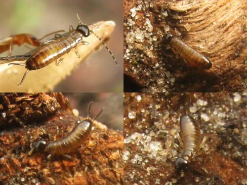 Apterygida media