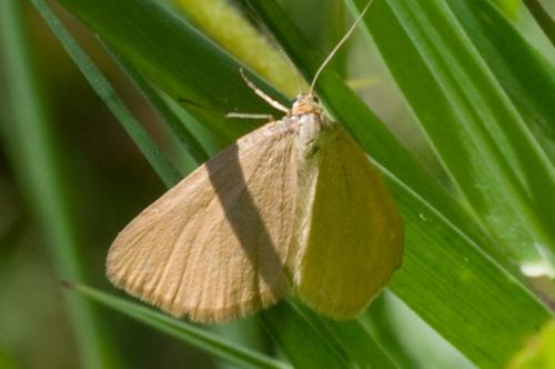 Réf. 48 045 : Minoa murinata