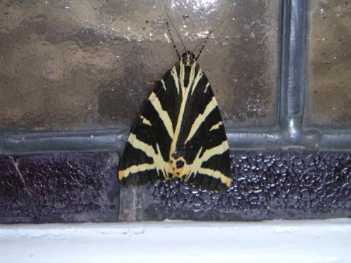 Euplagia quadripunctaria